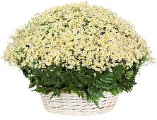 Цветочная композиция из Ромашки в корзине #REPLACE_PRED# поселке Медико-Инструментального завода
